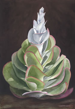 Spiral Succulent